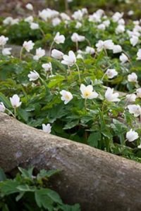 anemone_nemorosa