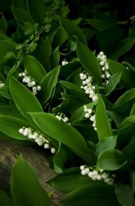 convallaria