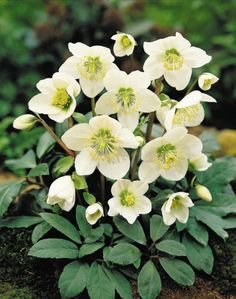 helleborus