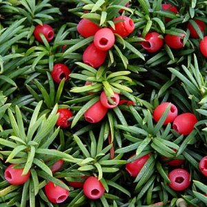 yew_1