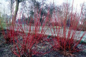cornus_2