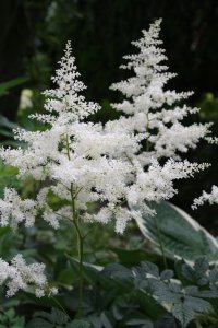 w_astilbe