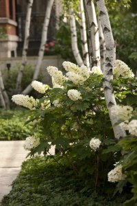 w_betula_tolgyleveluhortenzia