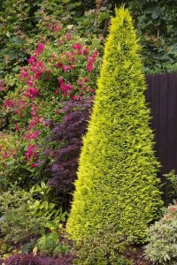 y_GoldenWonderhamisciprus