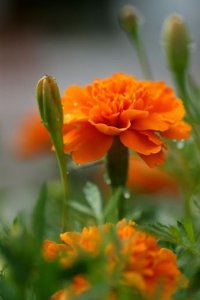 o_tagetes