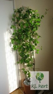 passiflora_Eugenia_Renamed_by_IWS