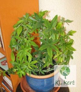 passiflora_caerulea_Renamed_by_IWS