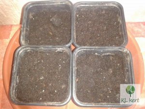 passiflora_cs9_1_Renamed_by_IWS