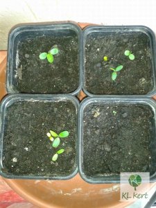 passiflora_cs9_2_Renamed_by_IWS