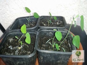 passiflora_cs9_3_Renamed_by_IWS