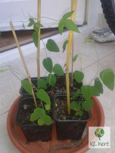 passiflora_cs9_4_Renamed_by_IWS