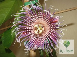 passiflora_quadrangularis_Renamed_by_IWS