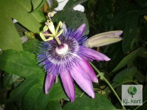 passiflora_violacea_Renamed_by_IWS