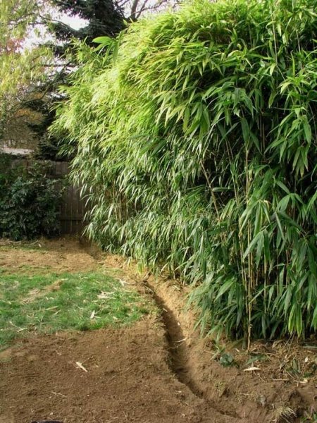 bamboo_11