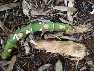 bamboo_12